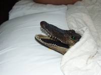 gator in my bed